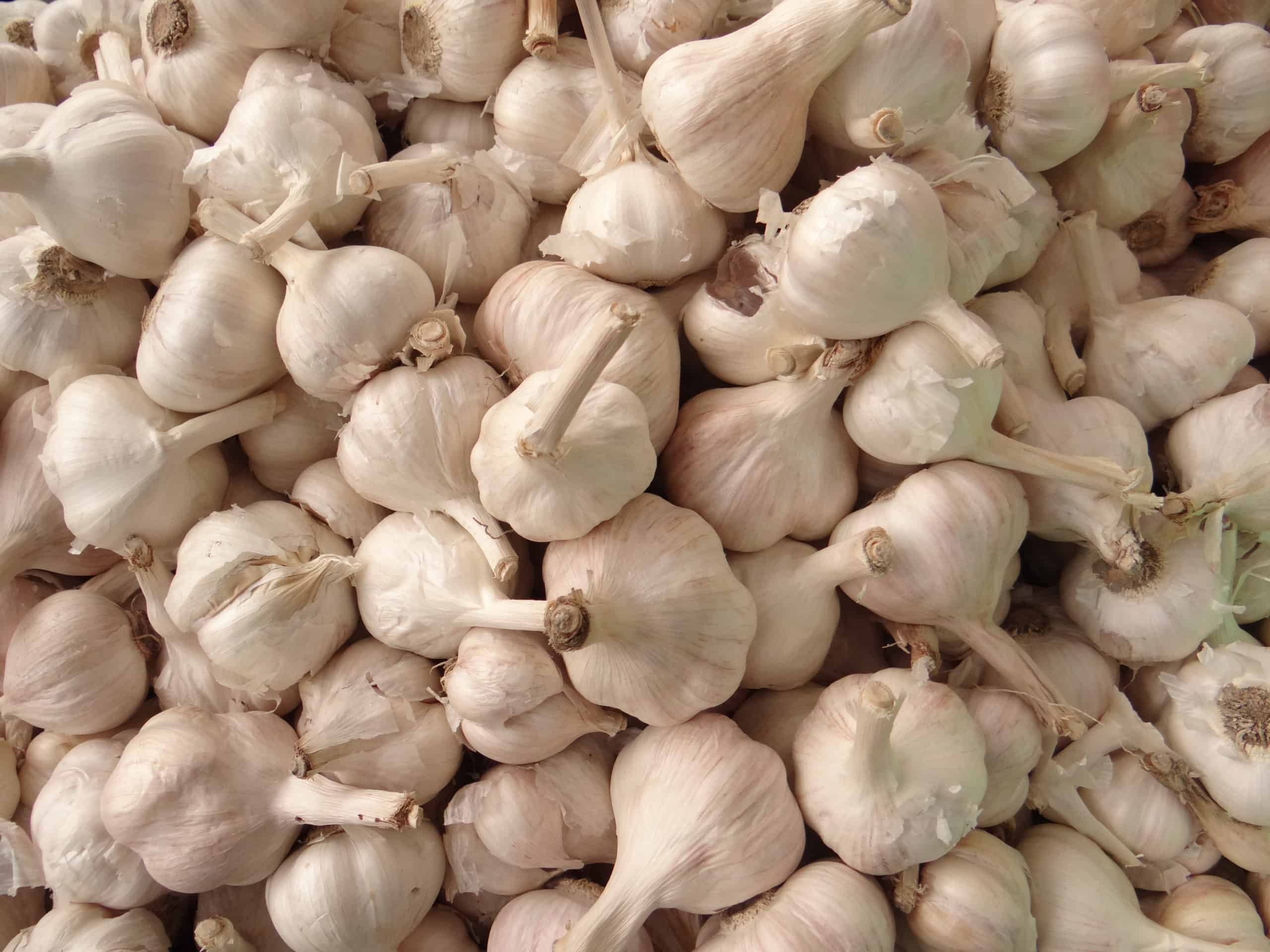 Garlic Substitutions - A Comprehensive Guide to Garlic and ...